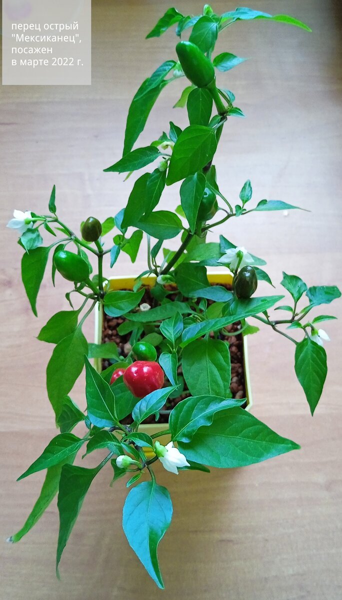 Острый перец "Мексиканец", посажен в марте 2022 года