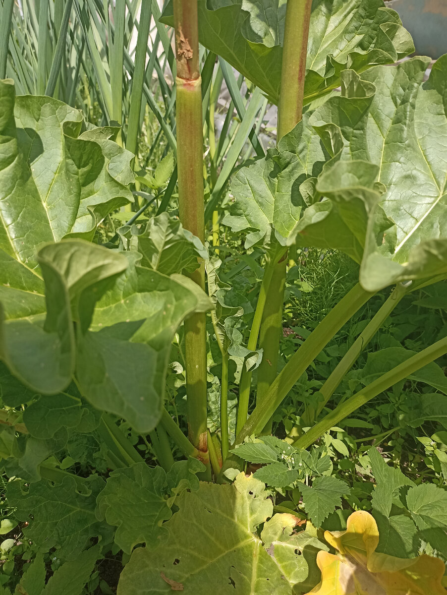 Ревень у нас молоденький, первый год плодоносит