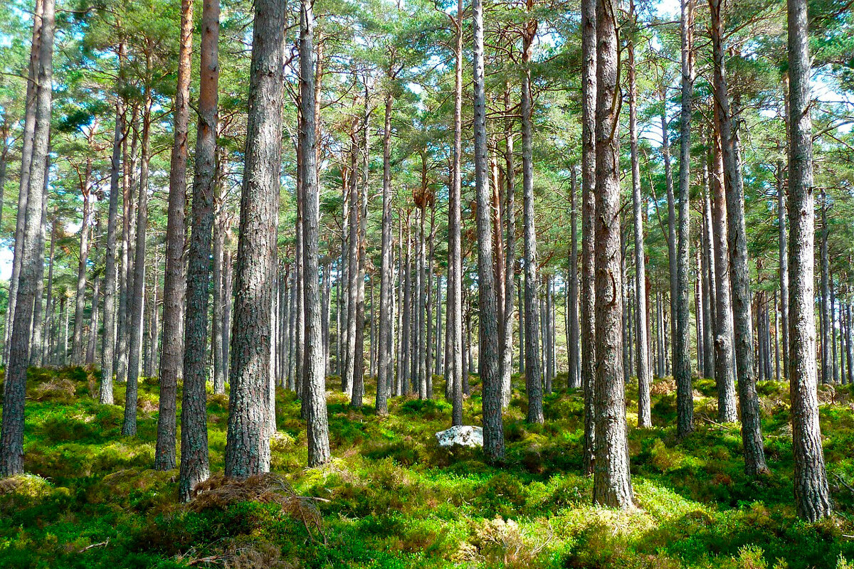    Фото: MemoryCatcher / Pixabay.com