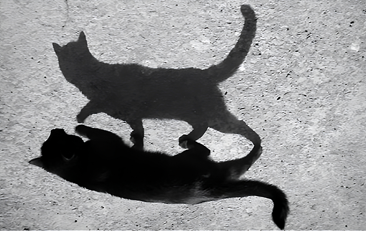 Что любит тень. Тень кота. Тень от кошки. Тень человека картинки. Прикольные тени.