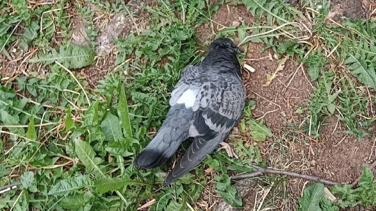     Очевидцы сообщают, что на прошлой неделе в Ижевске начался массовый падеж голубей. Много мертвых птиц видели в разных районах города. Они были обнаружены в Устиновском районе, в районе Малиновой горы, на улицах Азина, Карла Маркса и Дзержинского, и во многих других местах.