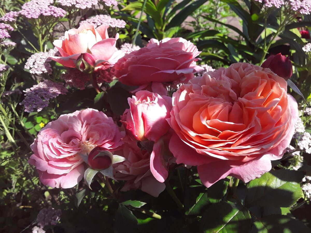 Тысячелистник водит компанию с розами