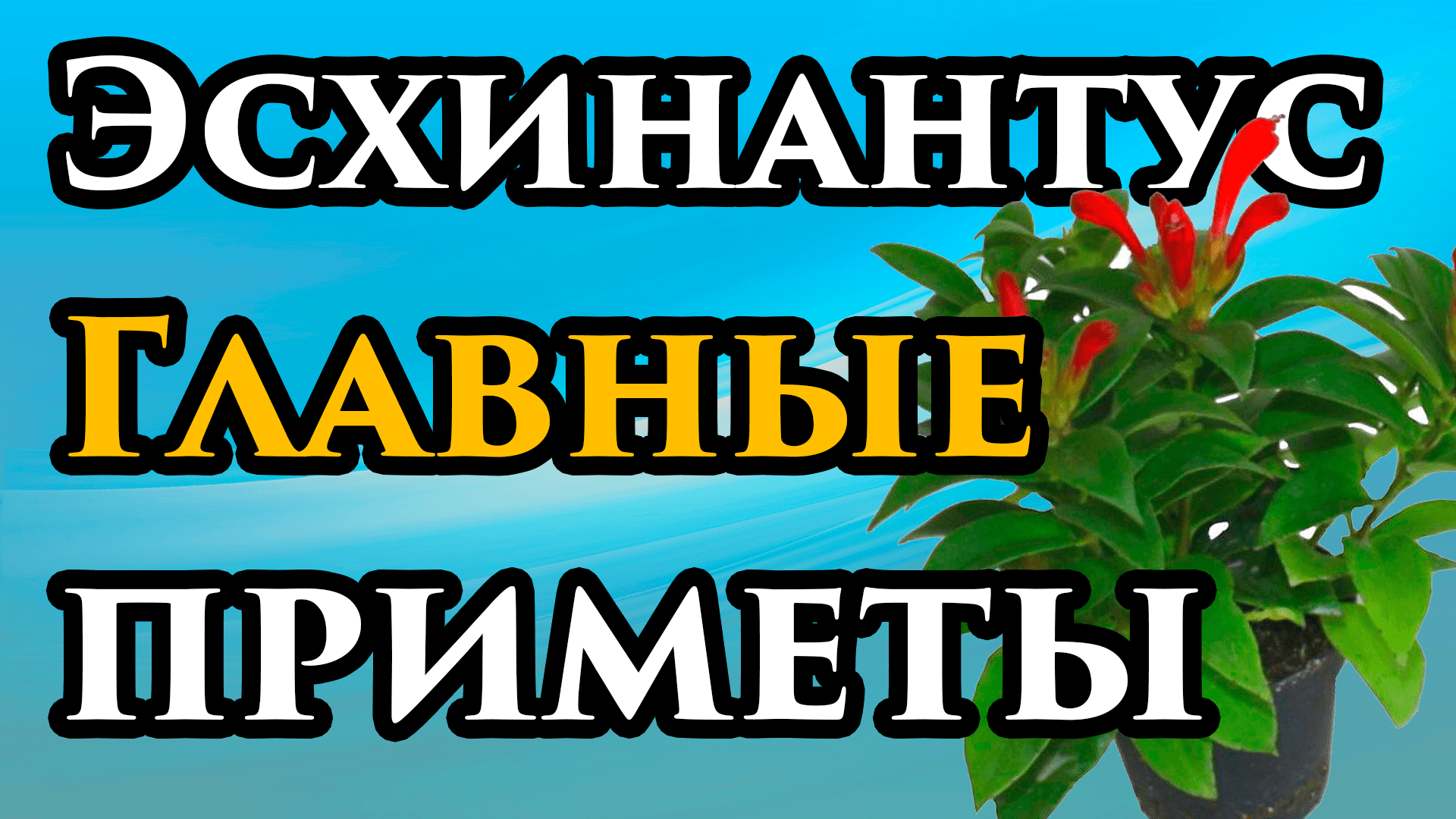 БЕРЕГИ ЦВЕТОК! 🔥 Эсхинантус приметы и суеверия💥Народные приметы в доме.  Магические свойства растения | Маг Fose (Борис Шабрин) - ПОМОЩЬ экстрасенса  | Дзен