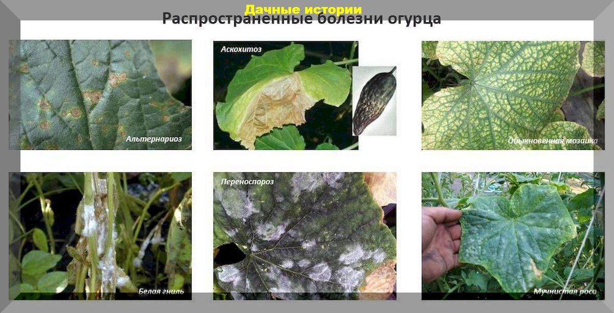 Болезни огурца фото описание. Аскохитоз огурца меры борьбы. Болезни баклажан мучнистая роса. Фомоз огурцов. Болезни огурцов таблица.