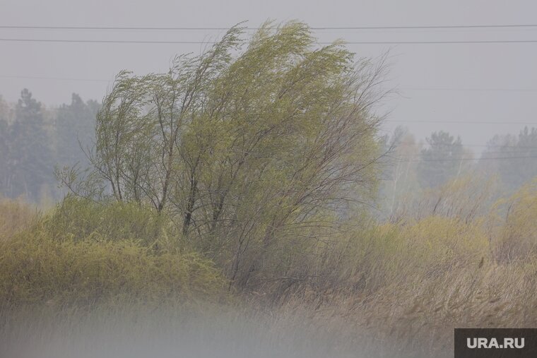    В Свердловской области поднимется сильный ветер