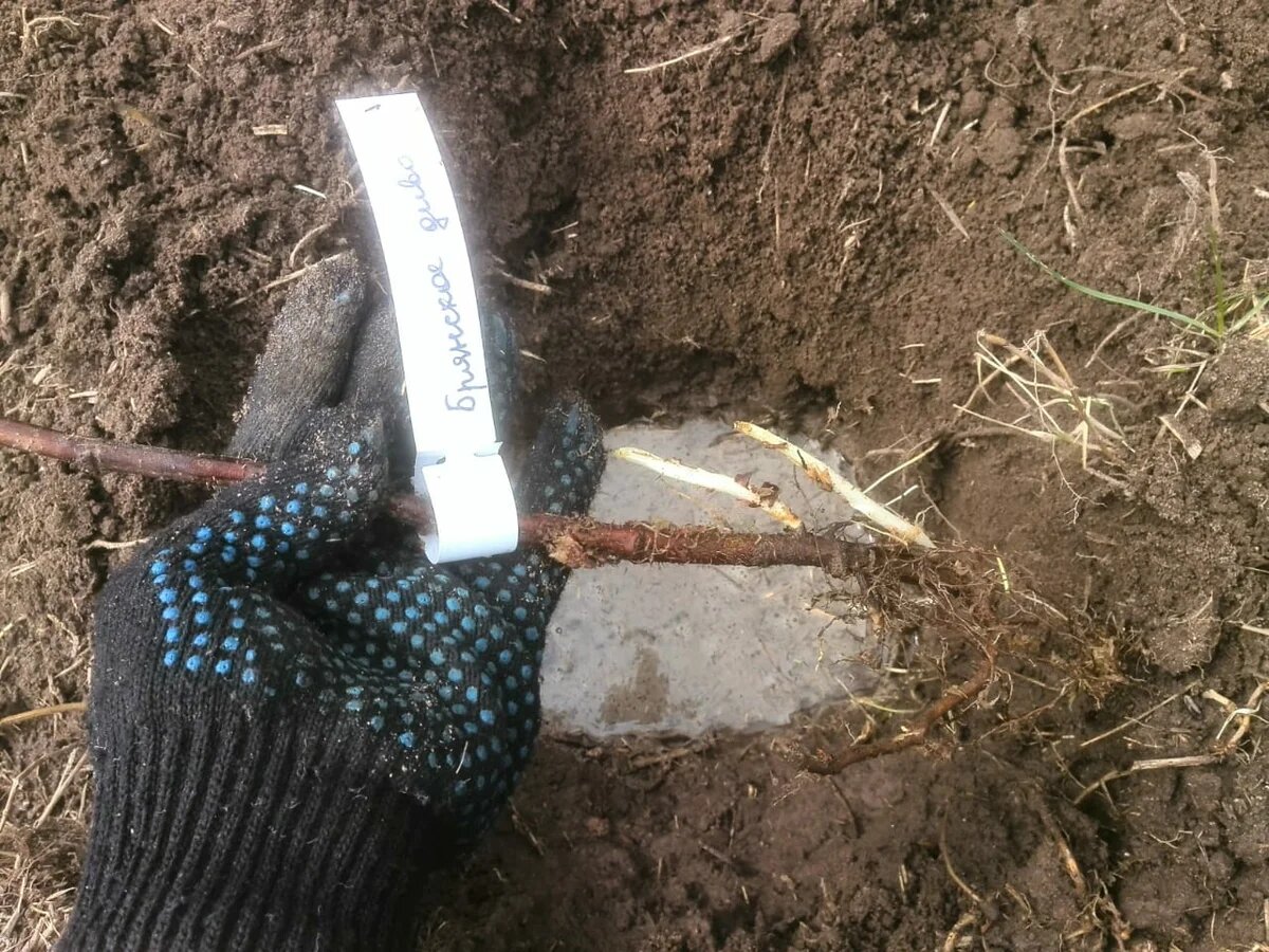 Сорт ремонтантной малины "Брянское диво".