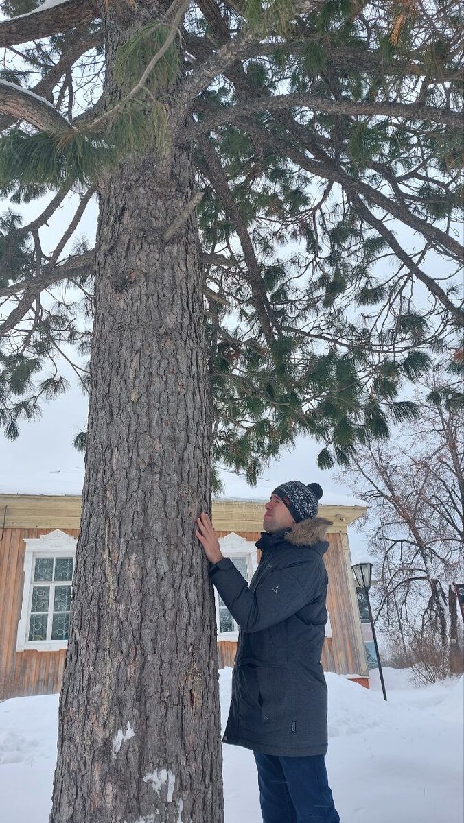 Кедр Пастернака