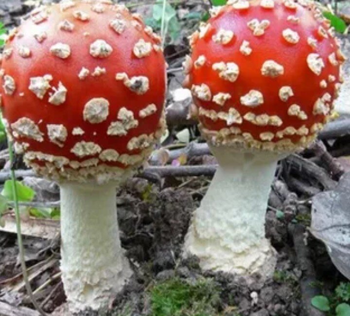 Amanita muscaria