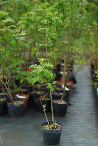 Фото из нашего питомника