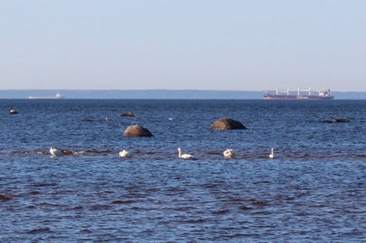    Сейчас весь южный берег Финского залива заселен лебедями.