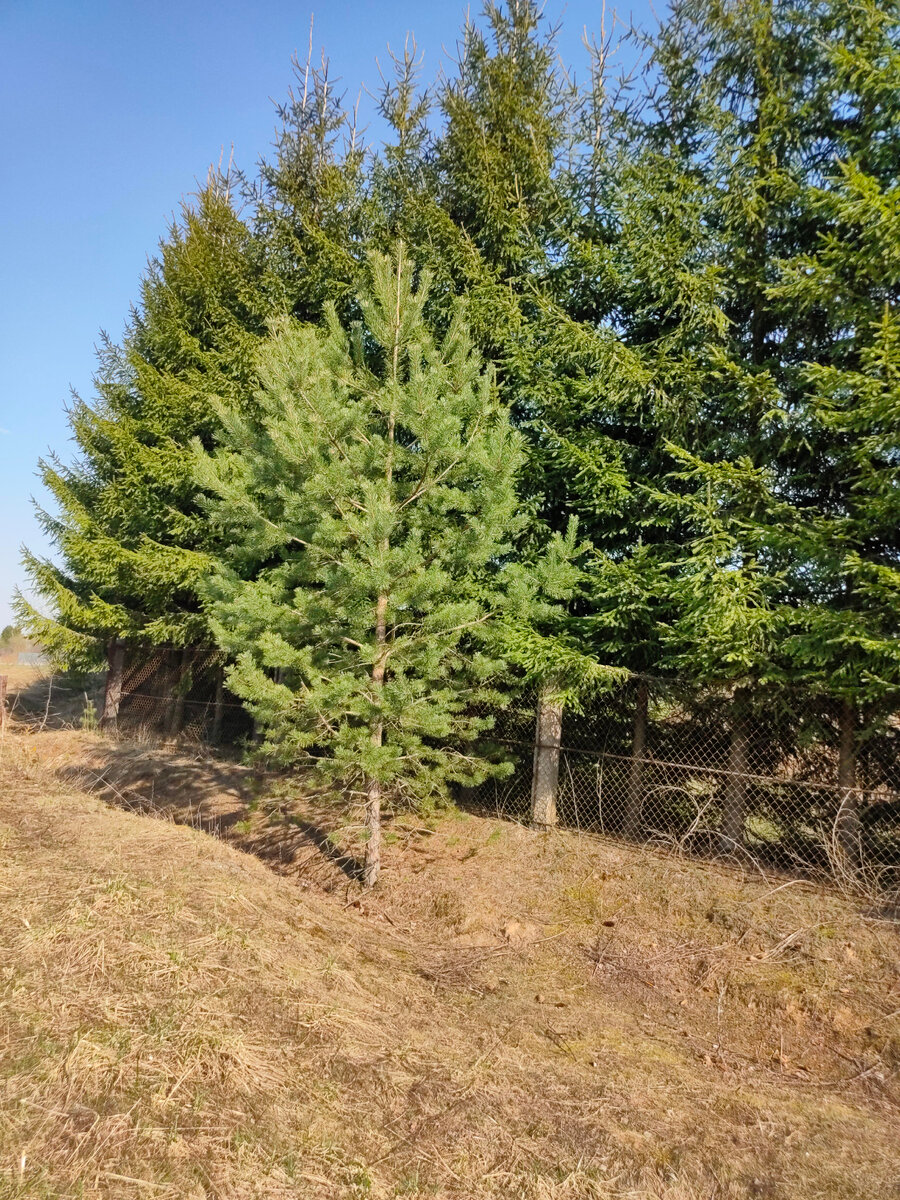 И сосенки и ели  и ещё куча всего по пути