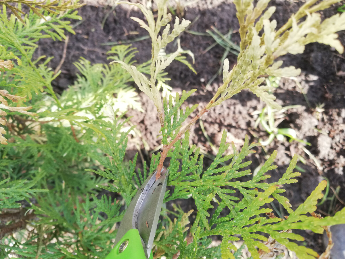 Туя "Магдалена" (Thuja occidentalis 'Magdalena'), обрезаю засохшие концы веточек до первой живой развилки.