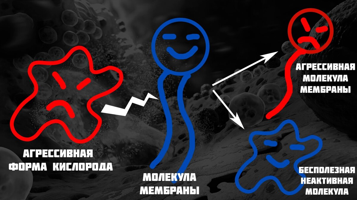 Схема каскада реакций атаки радикалов кислорода на молекулы клетки. После этого взаимодействия молекула мембраны сама становится радикалом и атакует своих соседей.