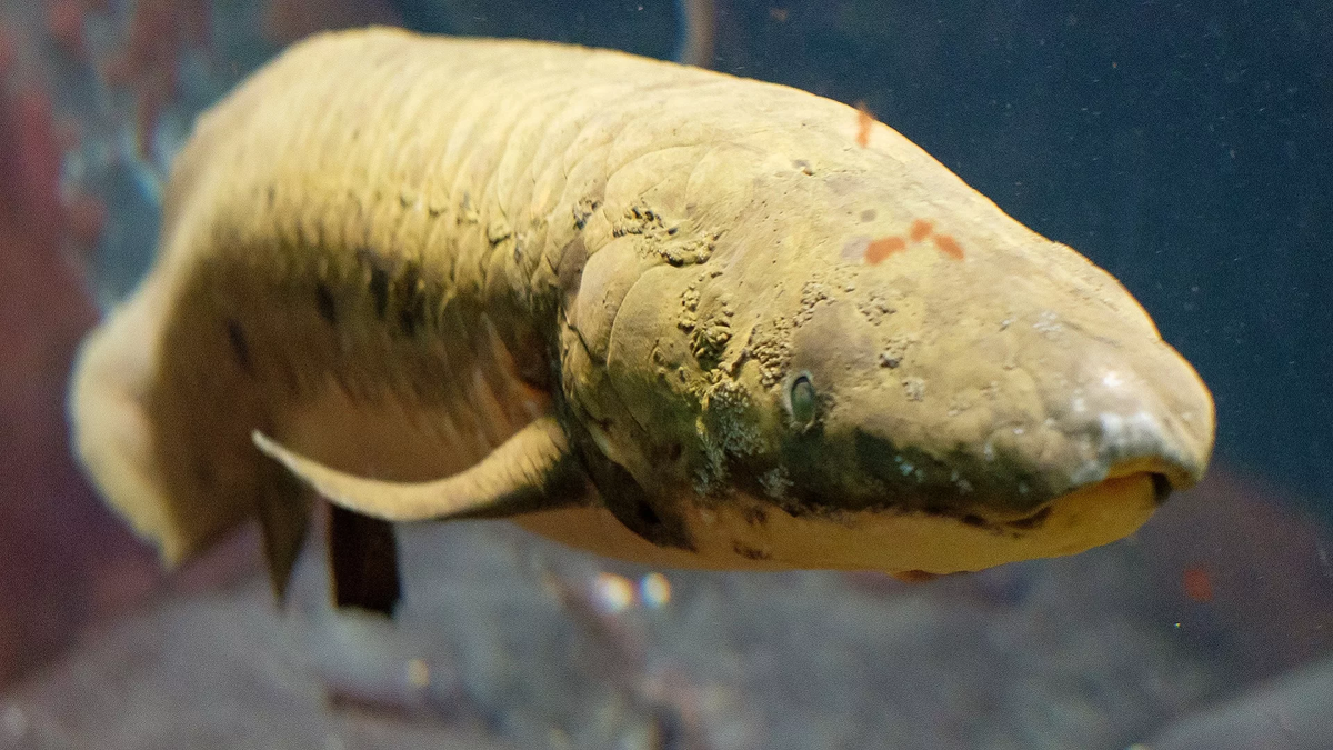 Рогозуб. Рыба рогозуб австралийский. Рогозуб (Neoceratodus forsteri). Австралийский рогозуб двоякодышащие. Австралийский рогозуб отряд рыб.