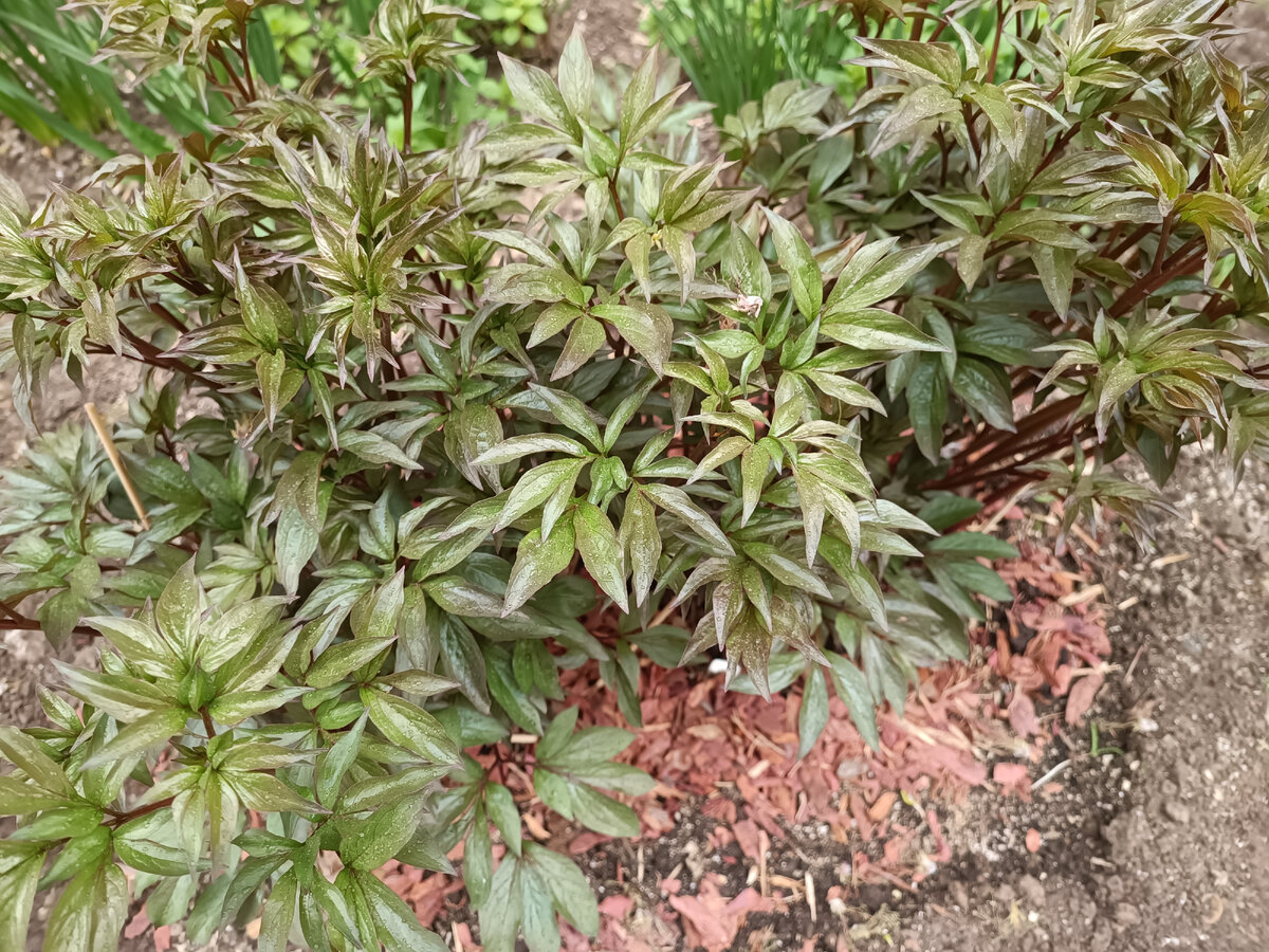 мульчирование очень порадует пионы