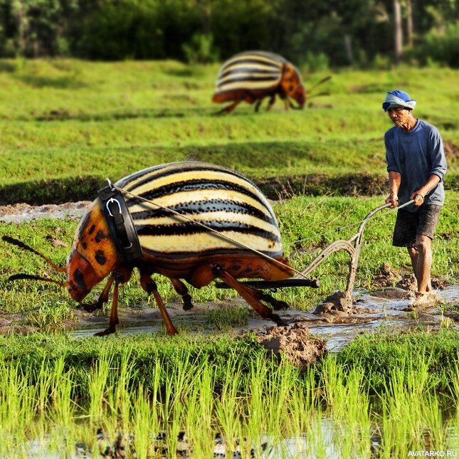 Вредитель или помощник?