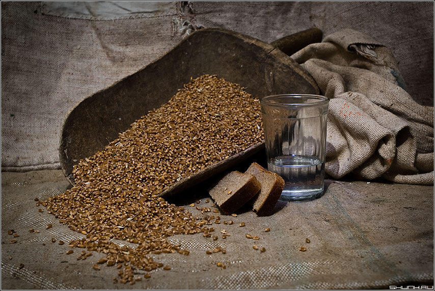 Домашняя брага из пшеницы для самогона