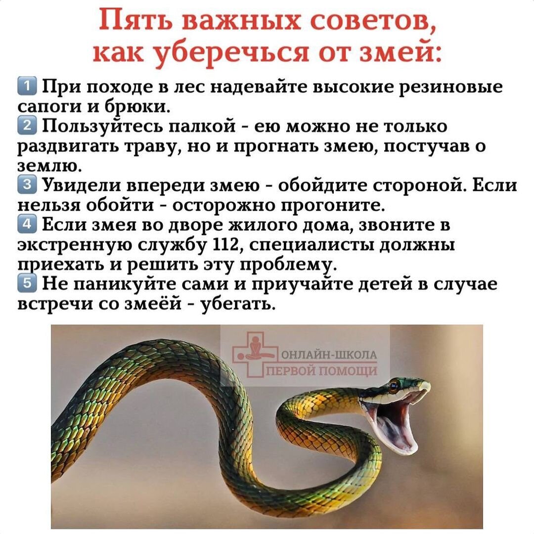 Змея относится к классу