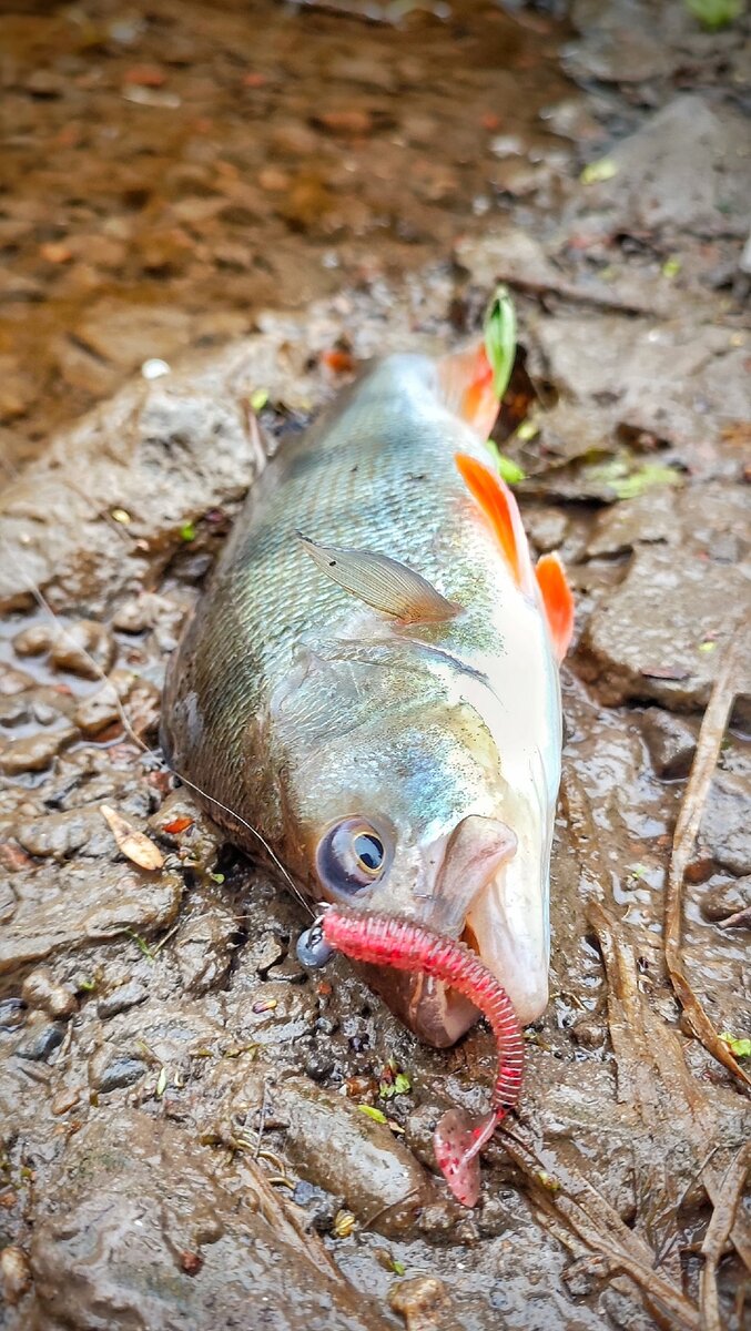 Проверка дежурных окуней на польдерном канале | I am Company | Дзен