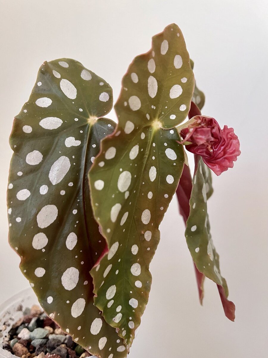 Новенький лист бегонии. Фото автора.