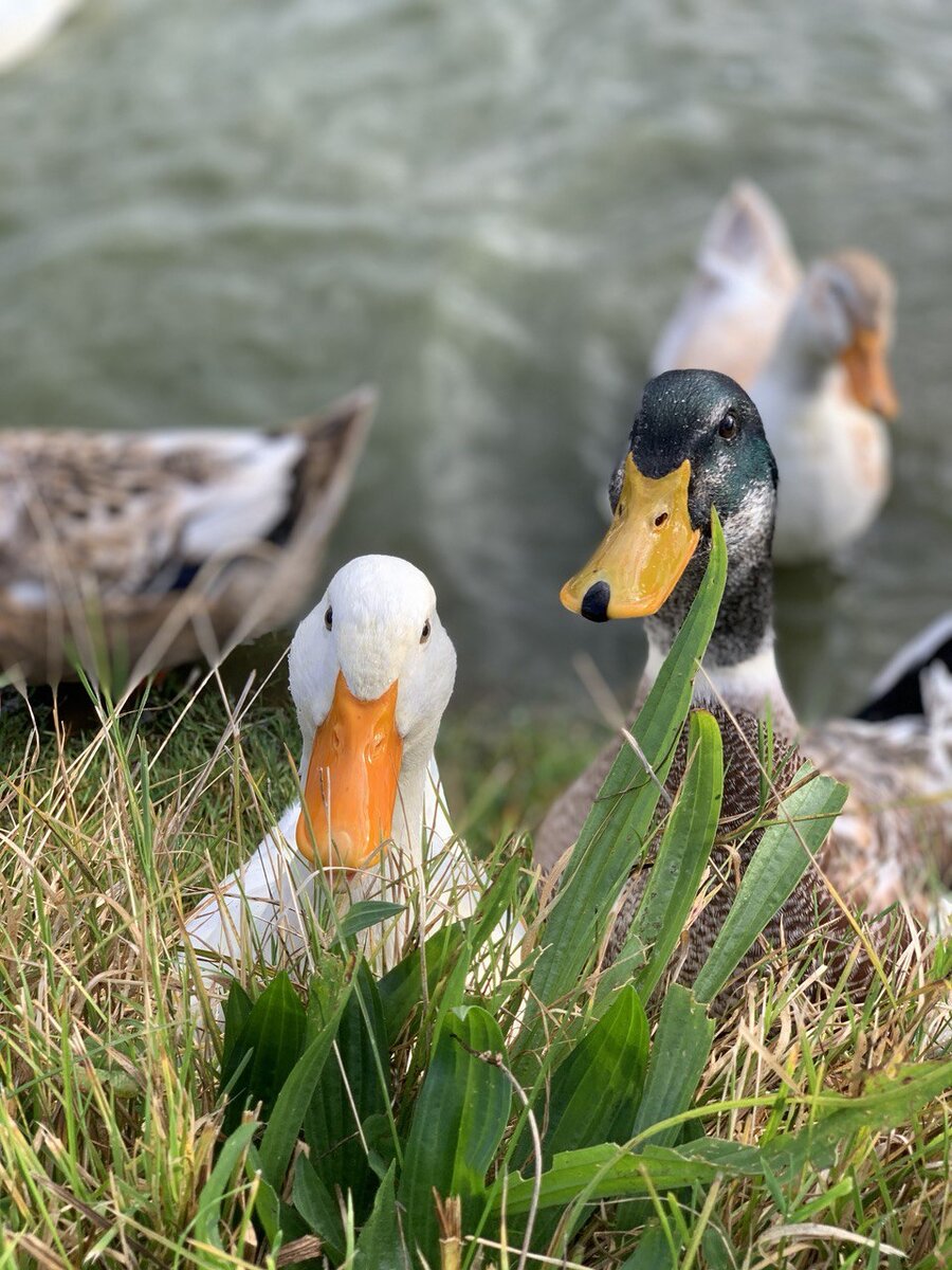Как действуют они, когда видят хлеб у тебя в руках)