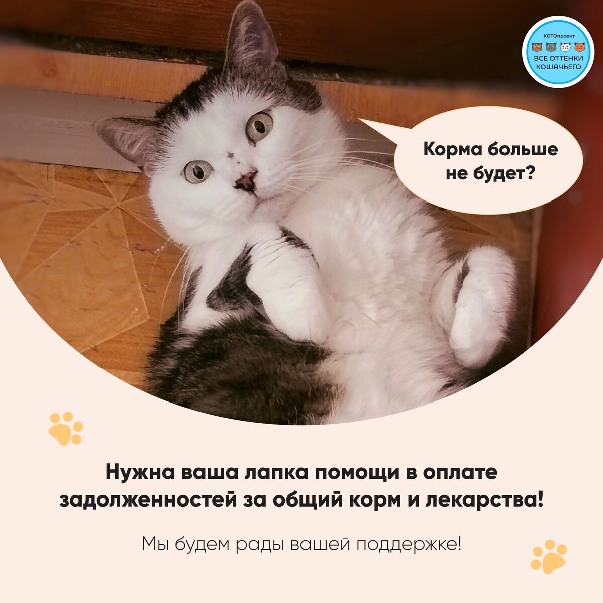 Результат котики.