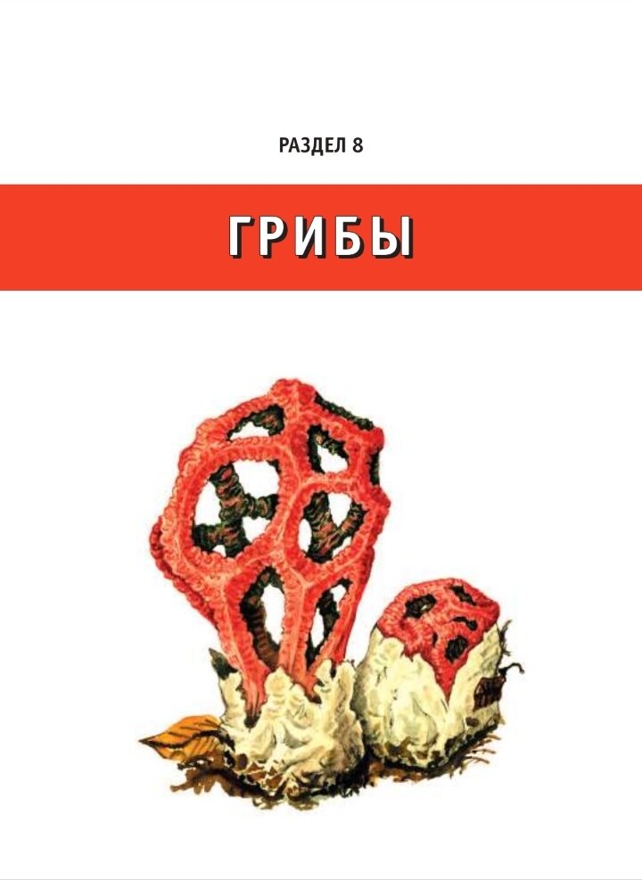 Вот такая красивая обложка раздела о грибах.