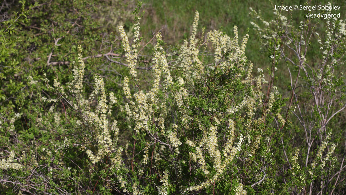 Эти спиреи образуют в балках крупные массивы. 3 фото, листайте.