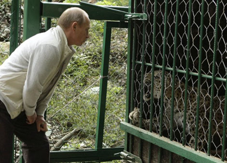 И кто это в клетке? То ли тигр, то ли… русак. 
