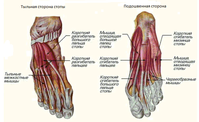 Стопа человека с тыльной  и подошвенной стороны (снизу) со связками и мышцами