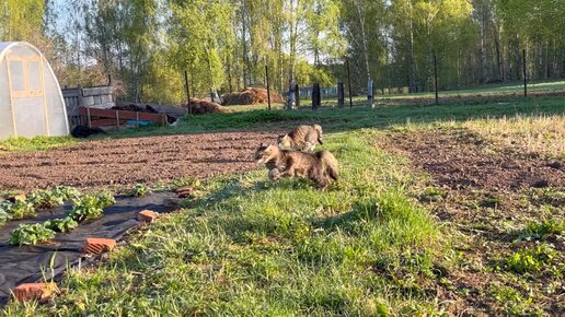 Расступитесь! Марсик и Вася бегут😁