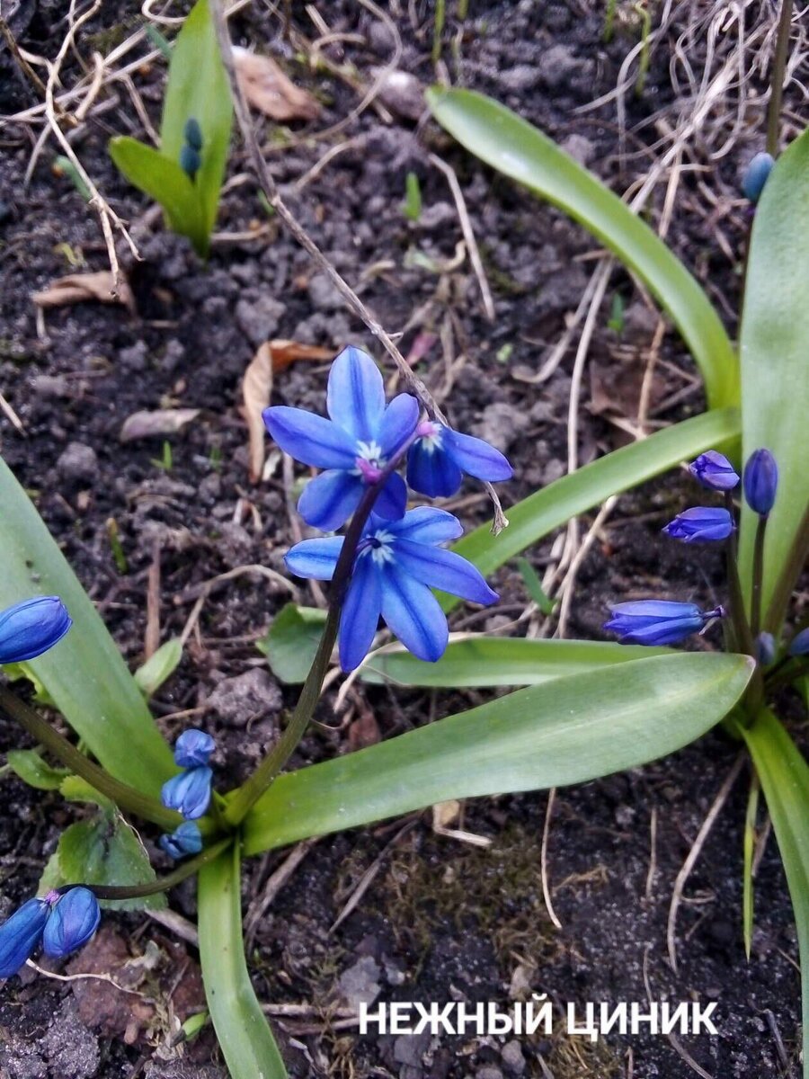 Подснежник