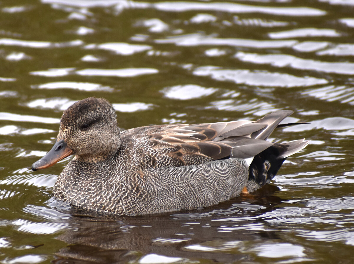 Утка кряква белая. Утка породы голубой фаворит. Утка кряква серая. Серая утка утиные. Серая утка.
