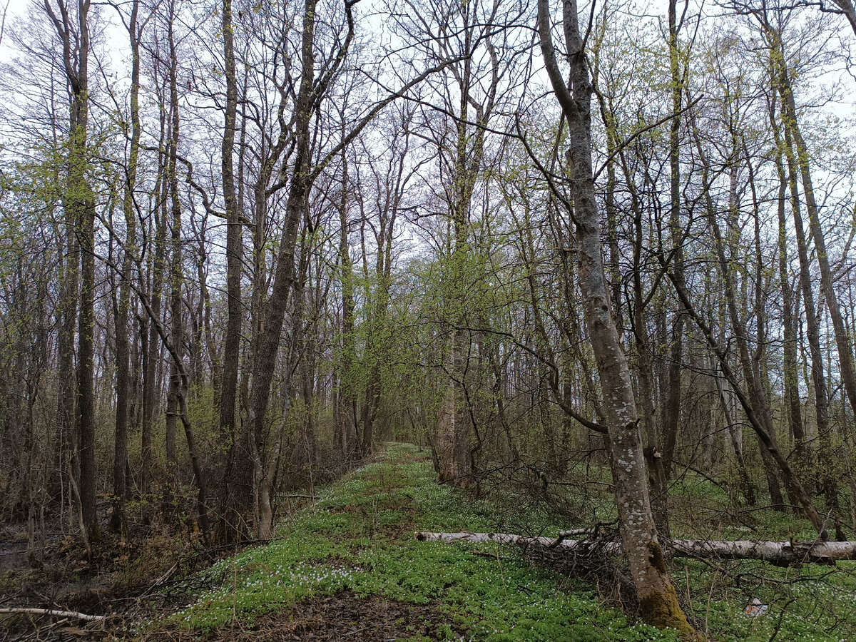 лисий нос санкт петербург