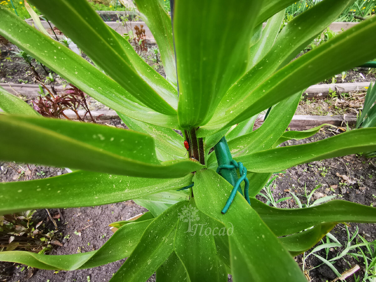 Прошлым летом лилии погубила «неведомая болезнь». У лилий выдвинулись ...