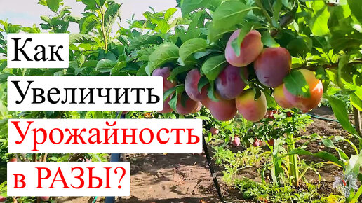 Как УВЕЛИЧИТЬ УРОЖАЙНОСТЬ в РАЗЫ!