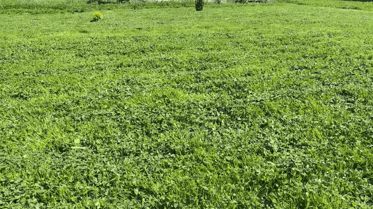 Неприхотливый газон без стрижки и удобрений. Креативный газон не требует усиленного ухода - стрижки, регулярного полива.