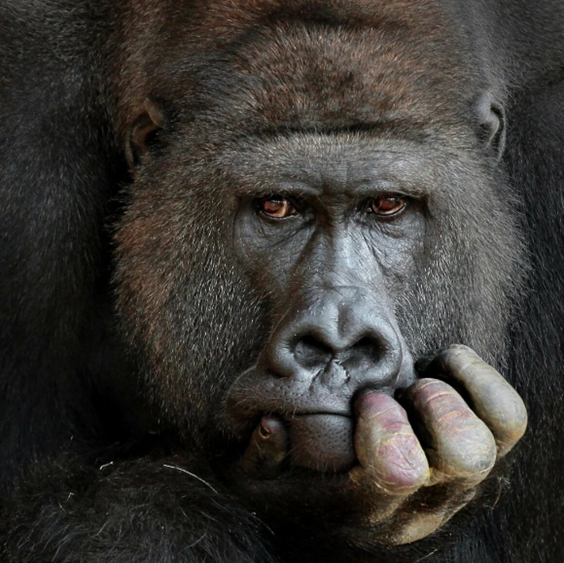 ноздри гориллы