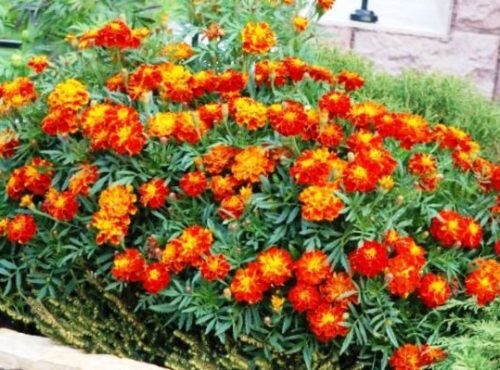 Фото: dizaynland.ru