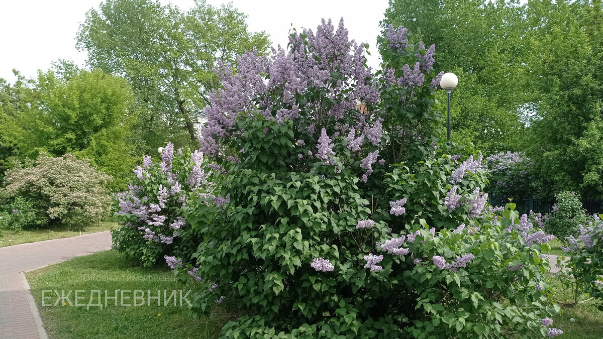 Ежедневник