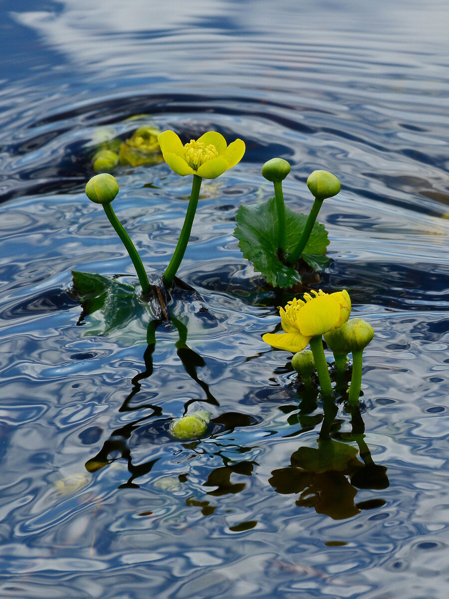 Цветёт калужница. Фото Наталии ТРАПЕЗНИКОВОЙ.