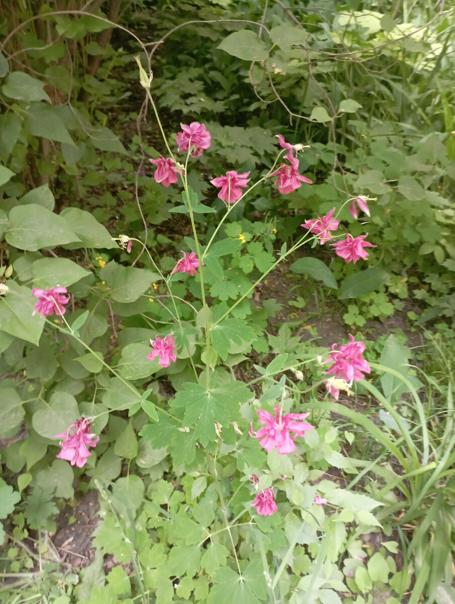 Учение с печеньем! 