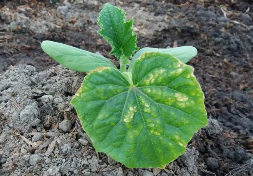 Фотография взята из источника yandex.ru