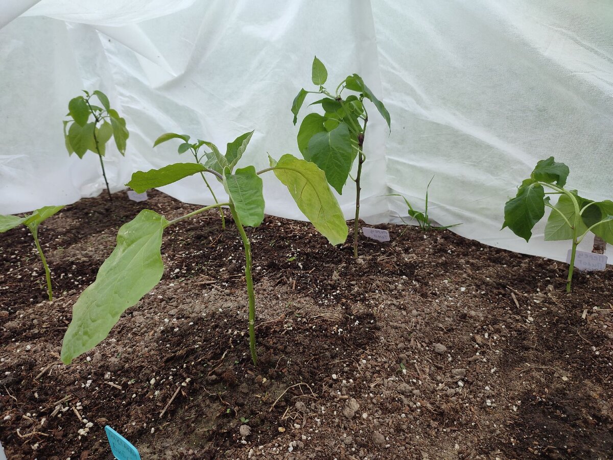 Баклажаны и перцы (те что подмерзли, но сейчас им намного лучше)