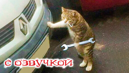 Приколы с котами с озвучкой! САМЫЕ СМЕШНЫЕ ЖИВОТНЫЕ! Тест на психику!