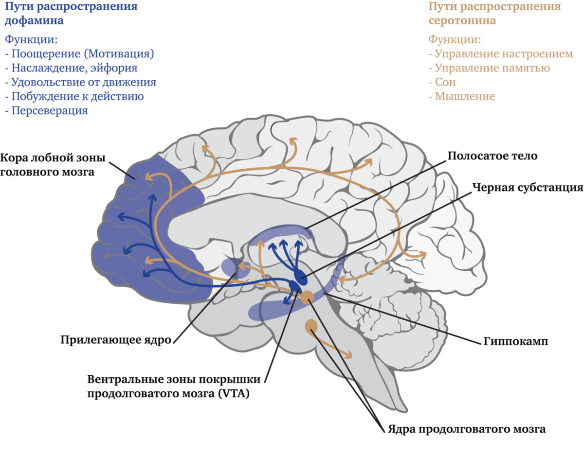 Центр времени в мозге. Дофаминовые пути в головном мозге. Дофаминергическая система головного мозга. Дофаминергические структуры мозга. Путь дофамина в мозге.