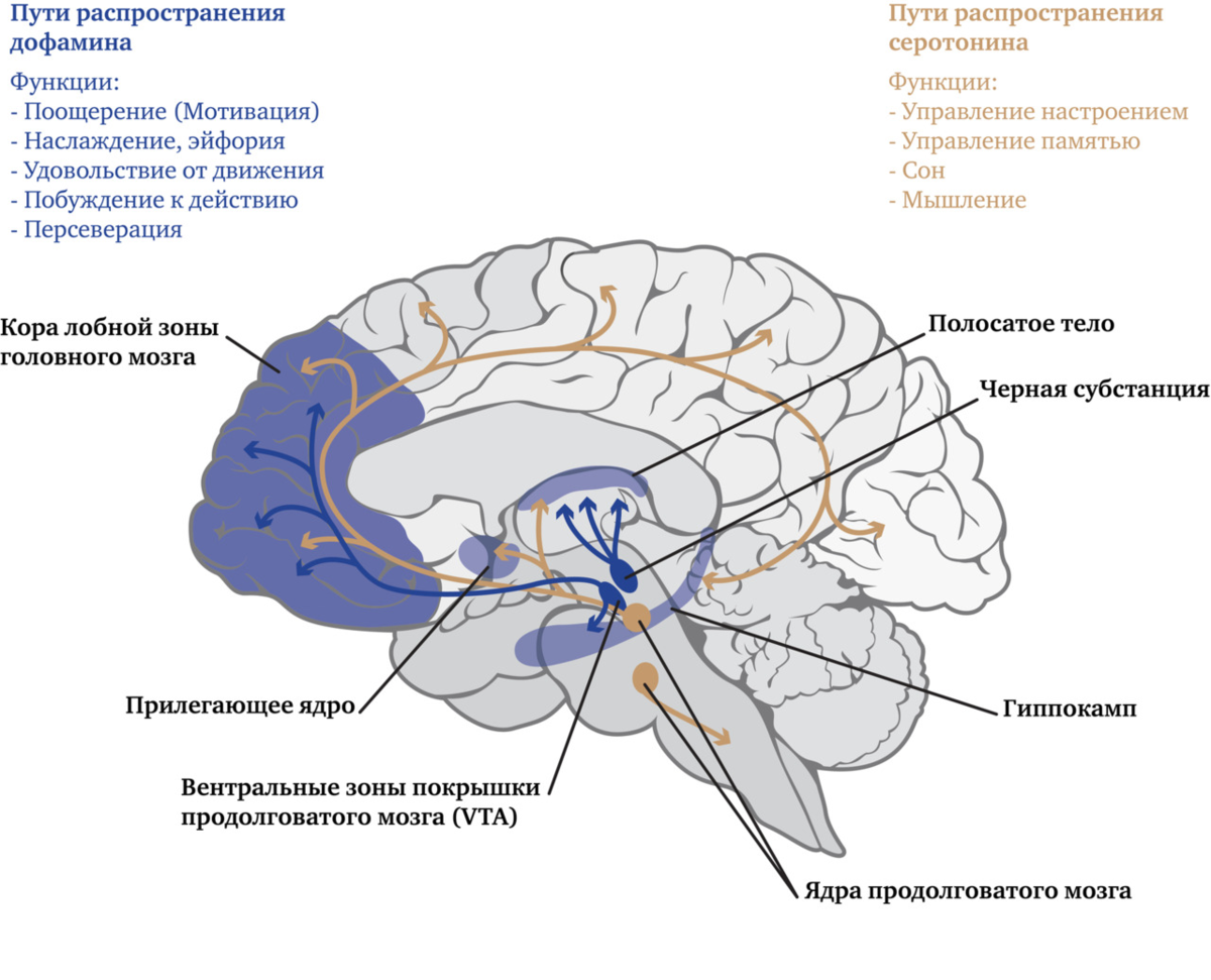 2 системы мозга. Дофаминовые пути головного мозга. Дофаминергическая система головного мозга. Дофаминергические структуры мозга. Путь дофамина в мозге.