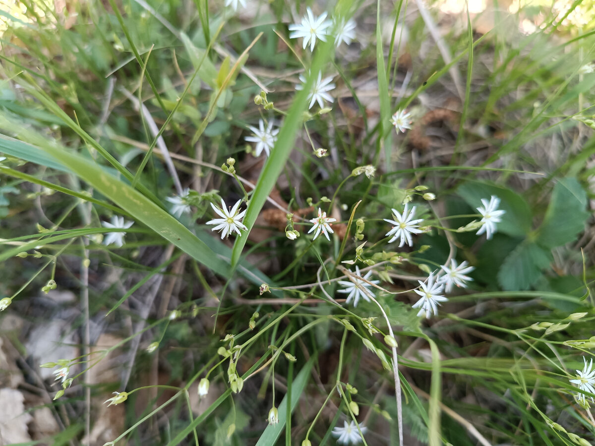 Малюсенькие звёздочки 