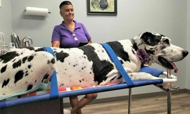    15 фото о том, каково это — жить с догами