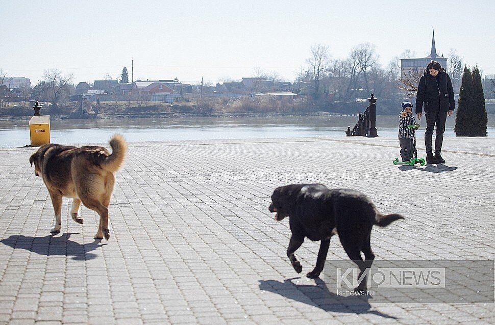 Фото: Денис Яковлев, "Краснодарские известия"